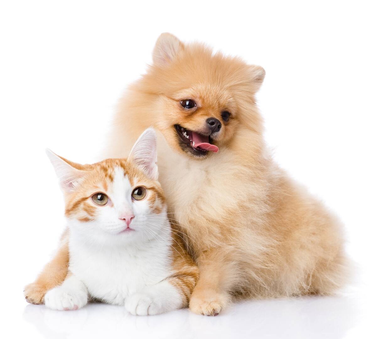 Dog Care Murrells Inlet Sc